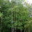 Betula papyrifera.png